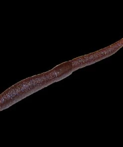 Jackall Neko Flick Worms