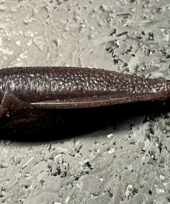 Laysam Creatures Namekuji Worm