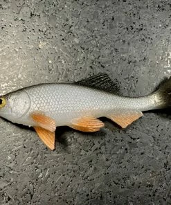 JSJ Bait Co. Hitch Six Recoil Weedless Swimbait