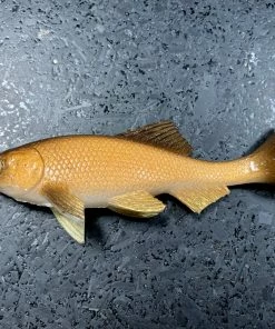 JSJ Bait Co. Hitch Six Recoil Weedless Swimbait