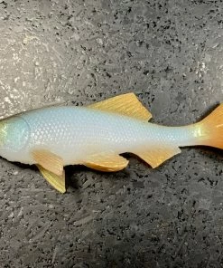 JSJ Bait Co. Hitch Six Recoil Weedless Swimbait