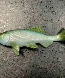 JSJ Bait Co. Hitch Six Recoil Weedless Swimbait