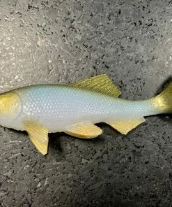 JSJ Bait Co. Hitch Six Recoil Weedless Swimbait